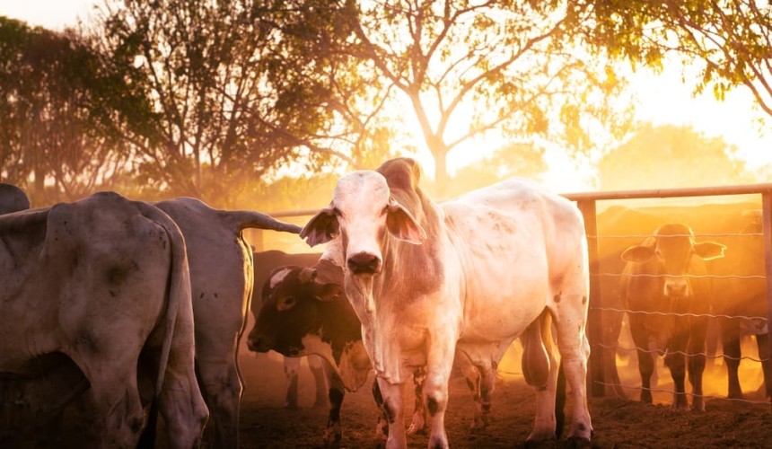 Opinion: Defining beef’s challenge