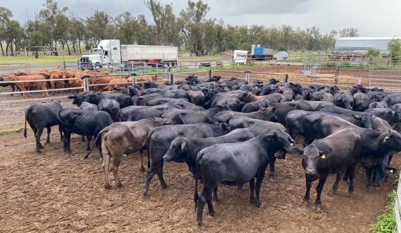 Lighter cattle easier, while heavier weights mostly lift in 14,000 head AuctionsPlus offering