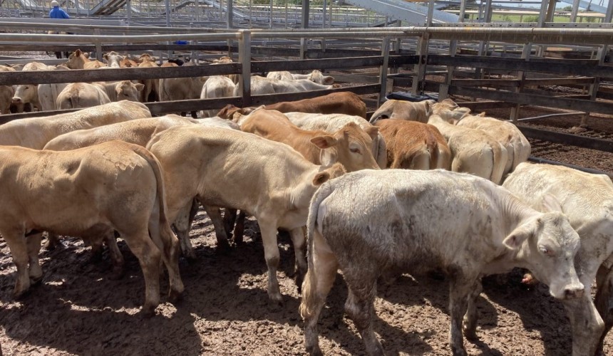 Roma sale 14 Dec 2021: Year ends on high note