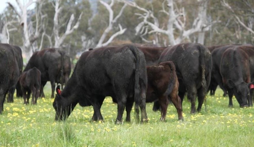 Weekly genetics review: Collecting the data to inform your culling strategies