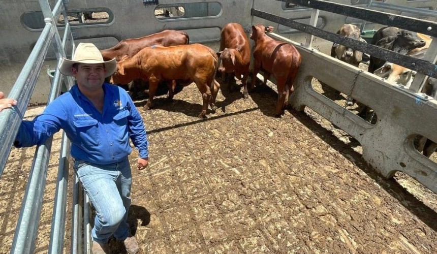 Steer and heifer records smashed during bumper CQLX sale