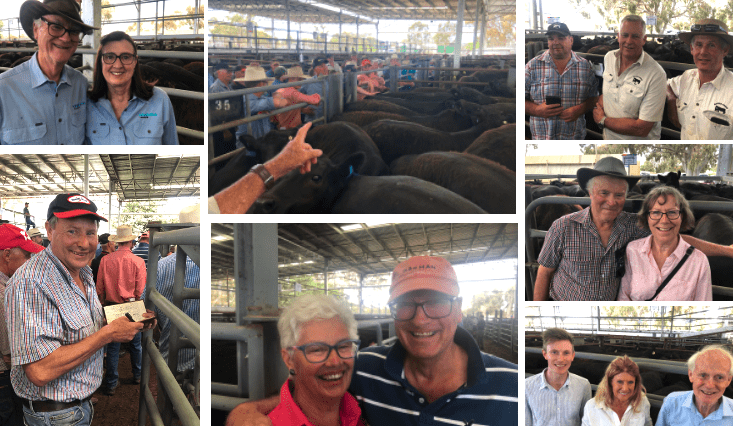 Amazing Euroa weaner steer sale sets blistering pace at season opener + PICS/VIDEO