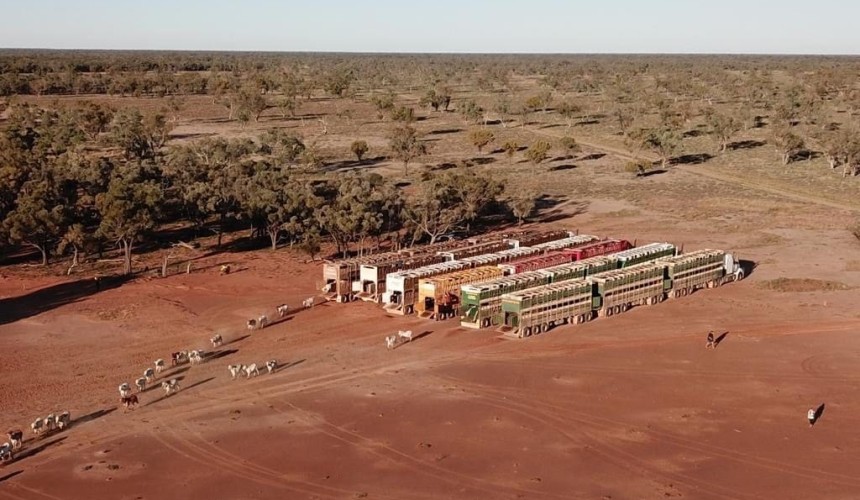 Big payback as Qld producer put 38,000 bought cattle on agistment