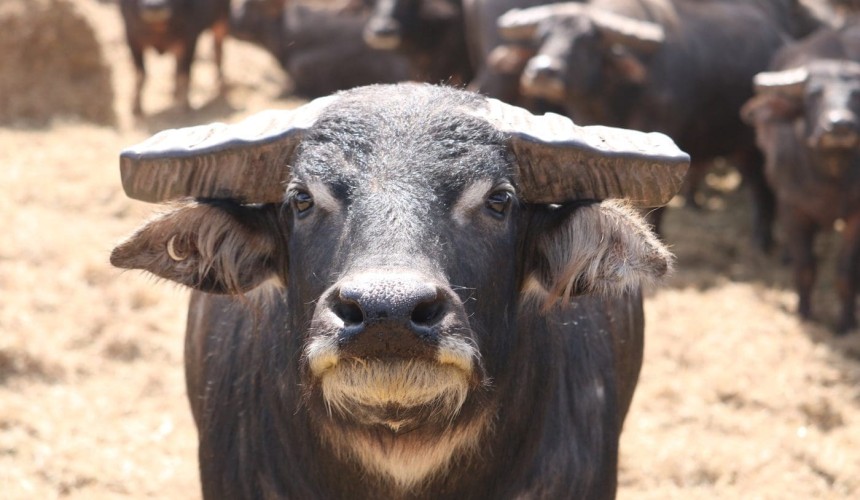 November cattle exports slow while buffalo shipments grow