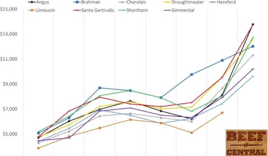 2021 bull sales: Your complete guide to each major beef breed’s results and trends