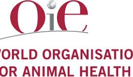 Canada reports atypical case of BSE