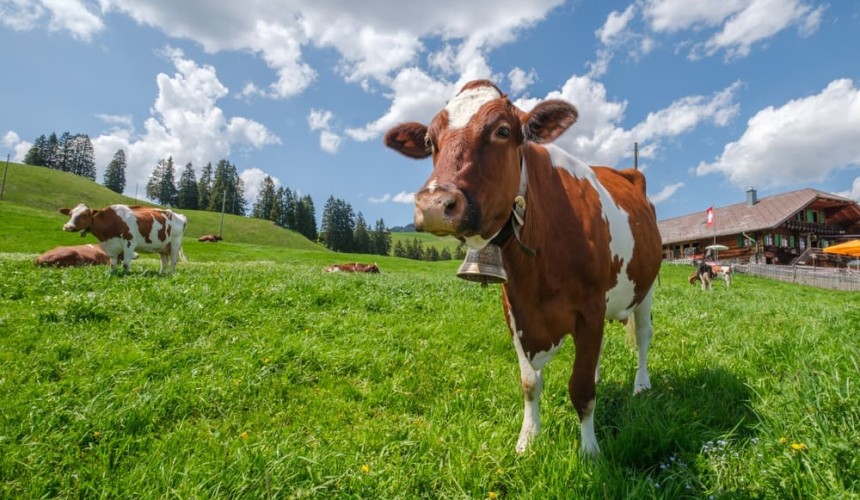 Swiss hills alive with Aussie ear-tags