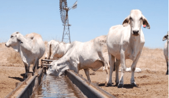 Methane feed additive delivers 81pc reduction in paddock trials