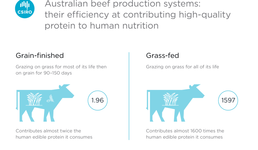 CSIRO research overturns myths about beef’s impact on human protein supply