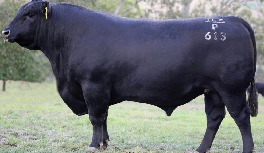 Police investigating disappearance of $108k bull