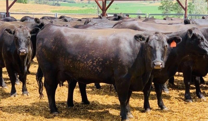 Buyer caution evident in young steer listings online