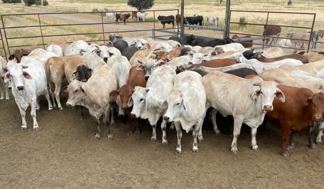 Young steer and heifer prices remain robust in online trading