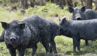 NSW pig problem escalates