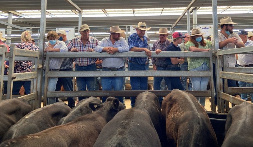 NSW to hold first major weaner sales in two years