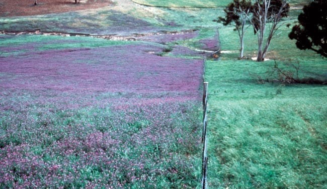 Pests and weeds on the rise