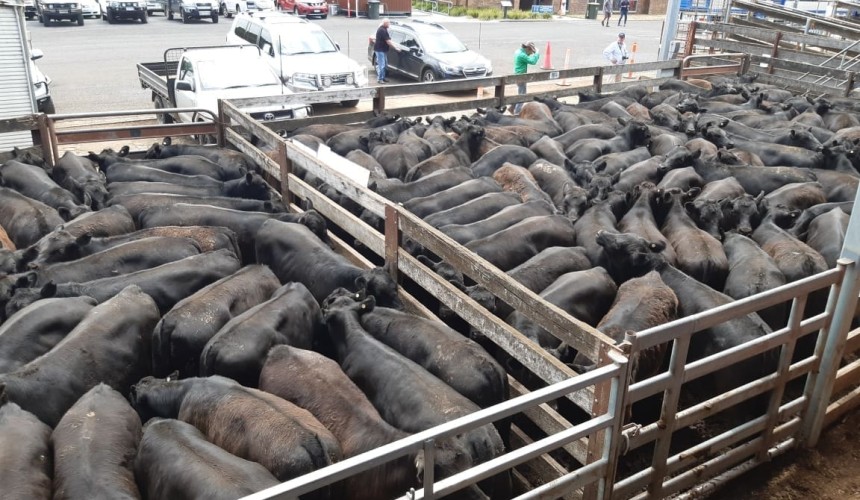 Interstate buyers maintain dominance at Vic weaner sales