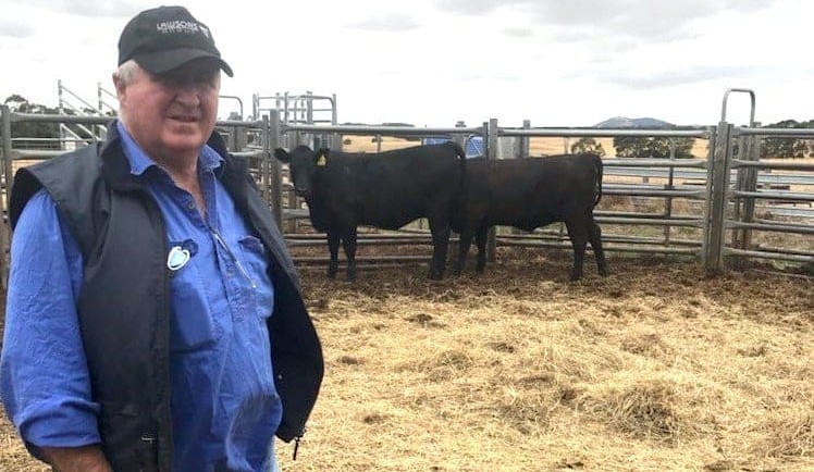 Donated heifers to beef up prostate cancer awarness at Warrnambool