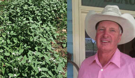 ‘Just keeps coming at us’ – Producer appeals for biological control of Heliotrope
