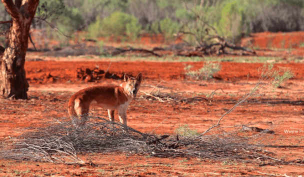 Guidelines streamline wild dog management under organic certification in the NT