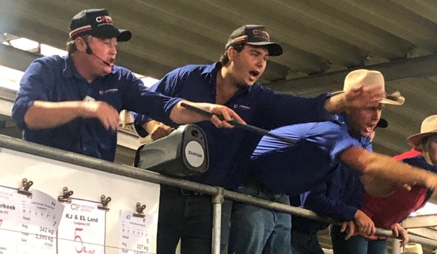 Big end of town dominates opening northeast weaner sale