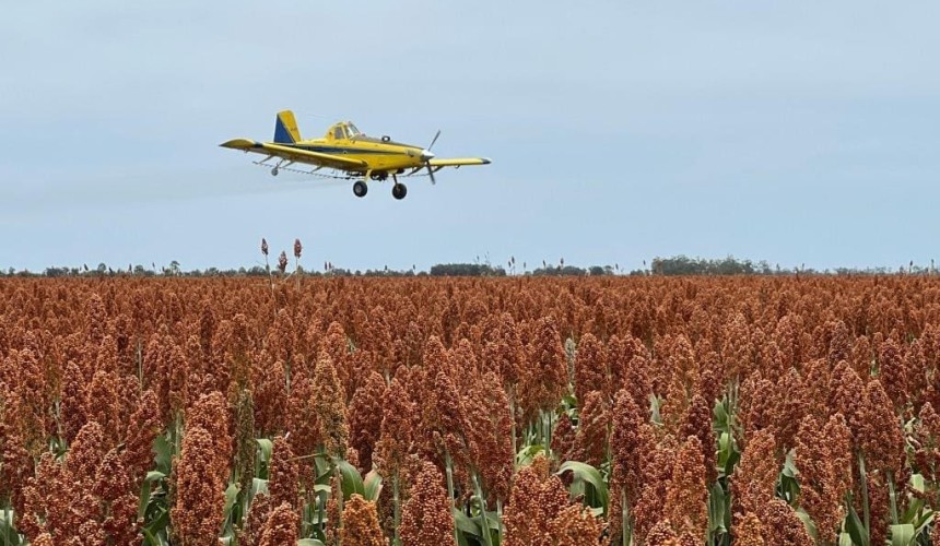 Feedgrain Focus: Grower mindset lifts south, sinks north