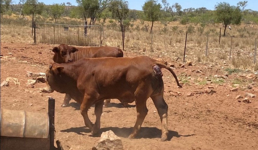 Closing the knowledge gap on impacts of wild dog predation on cattle