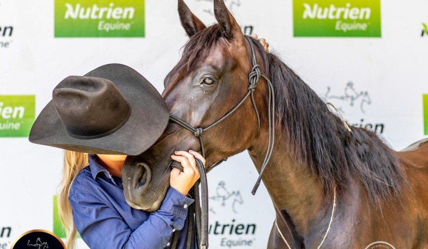 Stud breeders smash stock horse record with $550,000 purchase