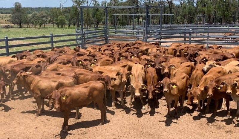 Prices decline in most categories on AuctionsPlus