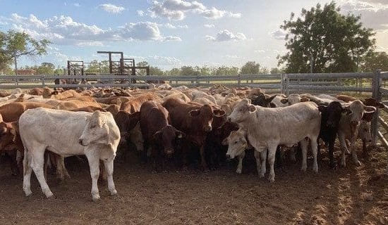 Young cattle prices trend higher, as online offering hits 10-month high
