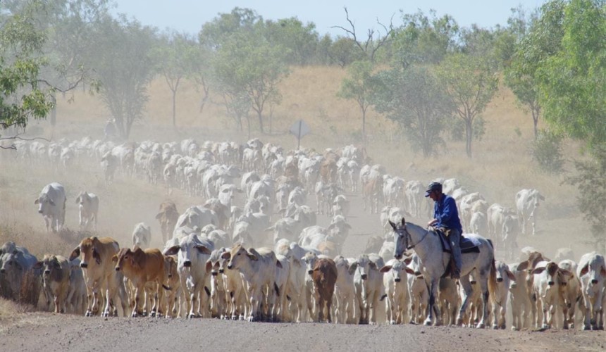Cattle moving from the north after patchy wet season