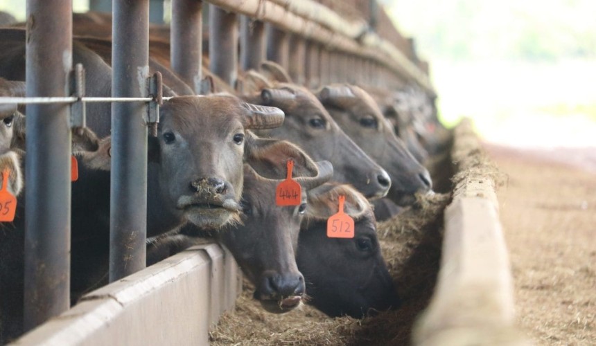 New voice for NT buffalo industry as exports surge