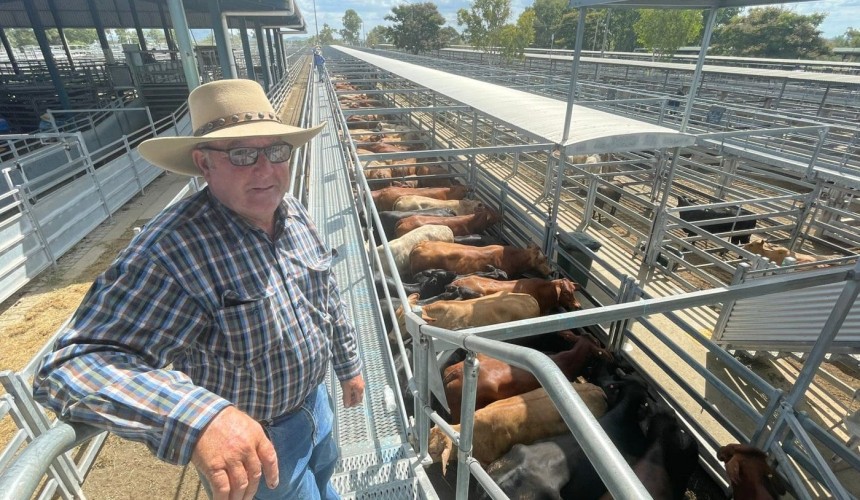 Cows and calves to $4300 at CQLX Gracemere store sale