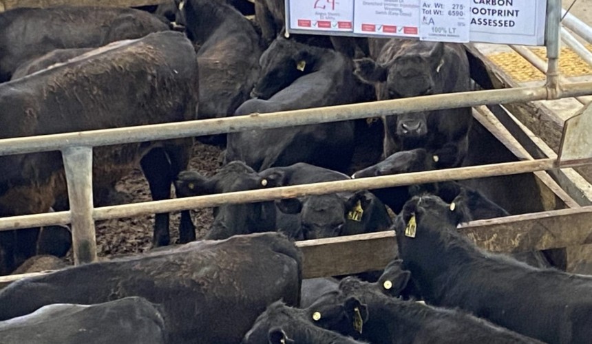 Southern producer testing the market for low carbon cattle trading