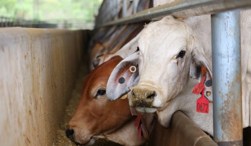 Accuracy of anti-live export paper challenged