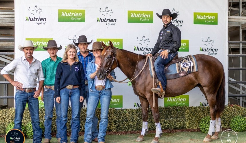 Qld producers purchase stock horse for record $260,000