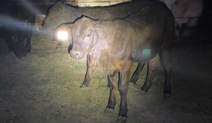 Reflective ear tag program to expand after initial success