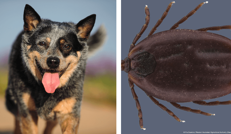 Local case of Canine Ehrlichiosis confirmed in Qld