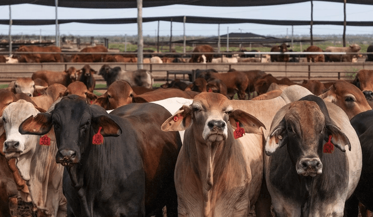 Record-breaking run for grainfed beef rolls on