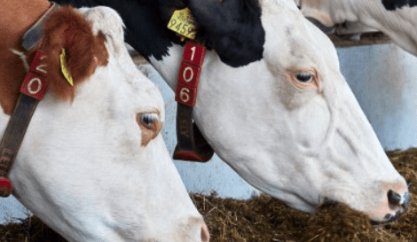 EU approves methane reducing feed additive Bovaer