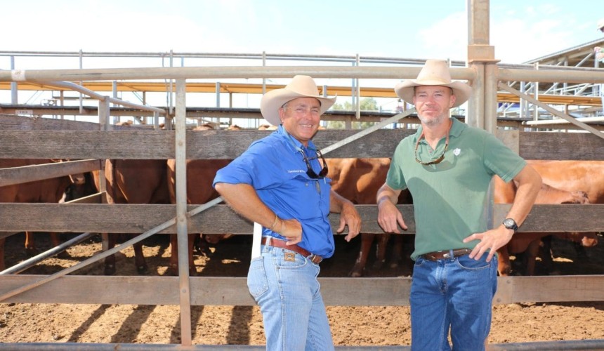 Roma sale 1 Feb 2022:  Rates rise in small yarding