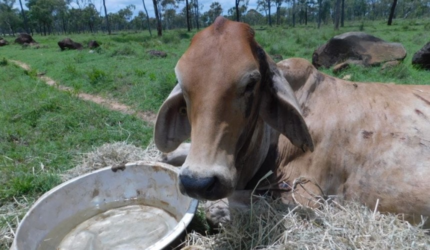 Qld Police investigating unlawful wounding and killing of cattle at Charters Towers