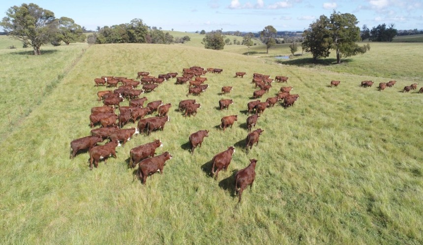 Livestock financier to be sold after parent company placed in administration