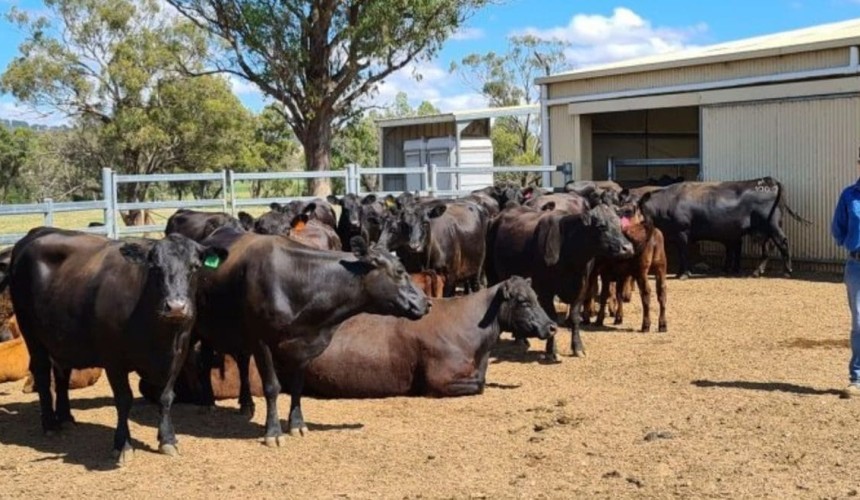 Research focuses on link between lucerne and breeder fertility