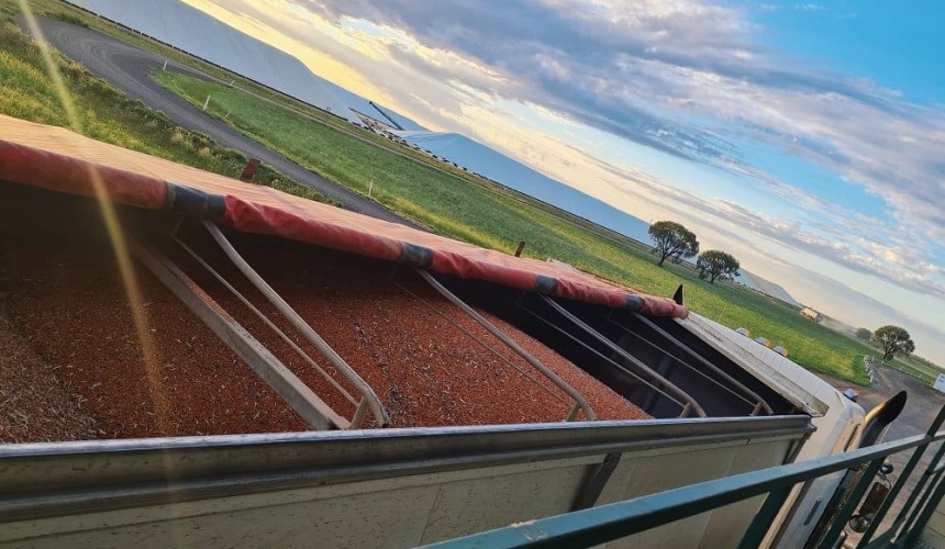 Feedgrain Focus: Markets steady on subdued domestic buying