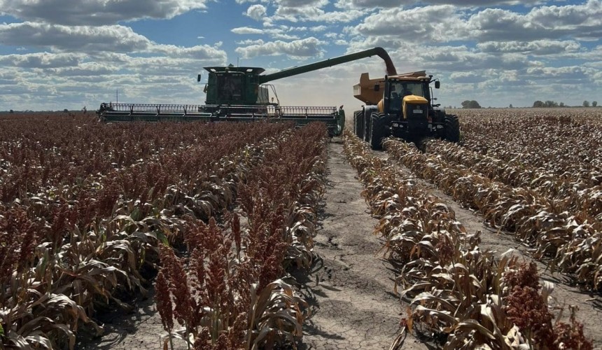 Feedgrain Focus: Sorghum firms, wheat, barley soften