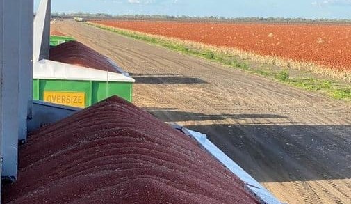 Feedgrain Focus: Markets flat as exports peak