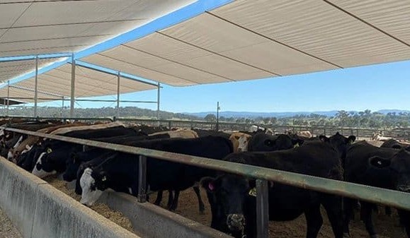 Study finds significant production gains with shedded feedlot shades