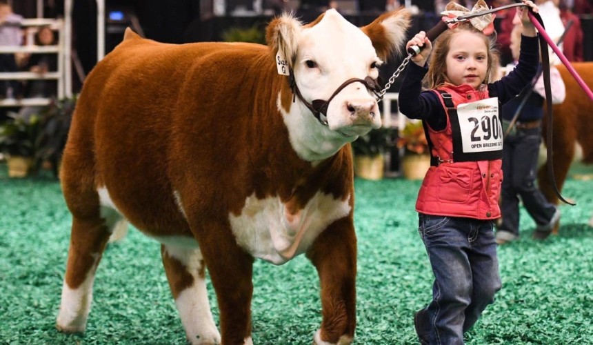 Beef Central’s Texas tour 2023: See the world’s largest stock show