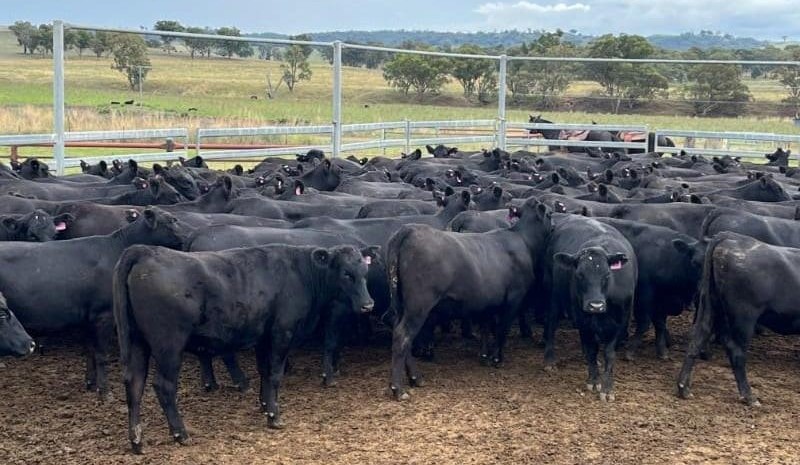 Light cattle market weaker in 19,127 head AuctionsPlus offering