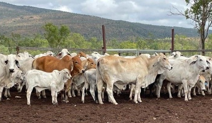 How simply managing cows can reduce methane emissions